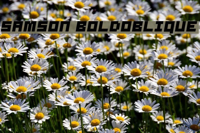 Samson BoldOblique Example 3