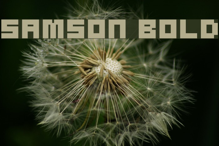 Samson Bold Example 2