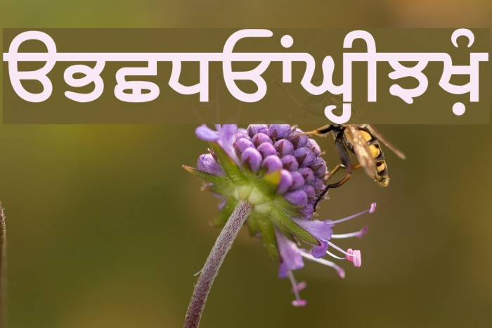 Samtol Bold Font examples