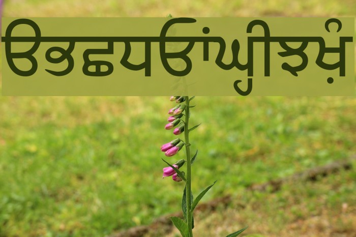 SamtolAmrit Font examples