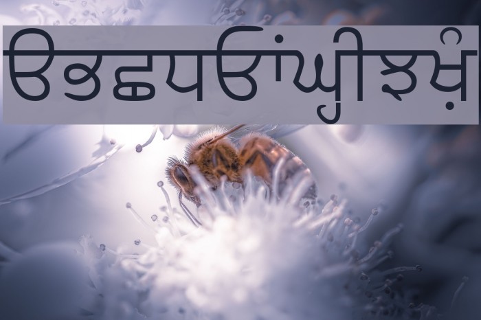 Samtol Font examples