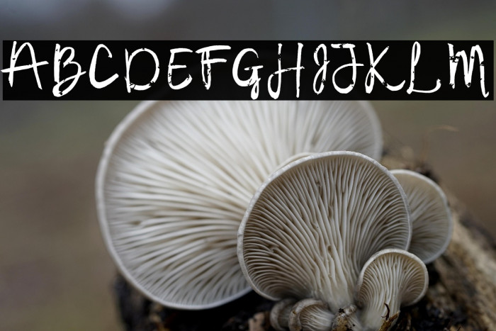 Samudera Font Regular Example 3