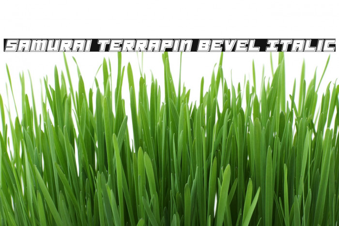 Samurai Terrapin Bevel Italic Schriftart examples