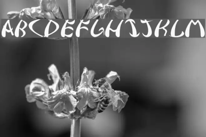 Samurai Font examples