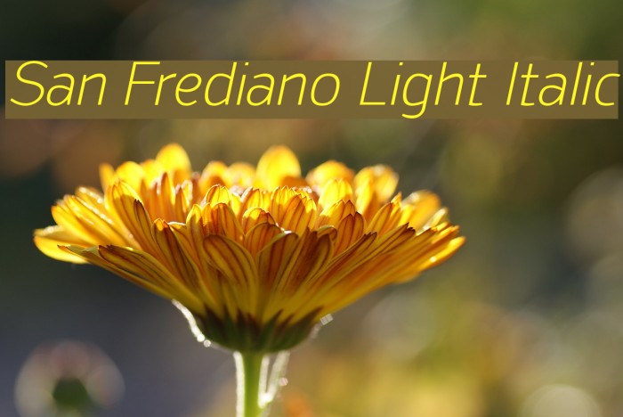 San Frediano Light Italic Font examples