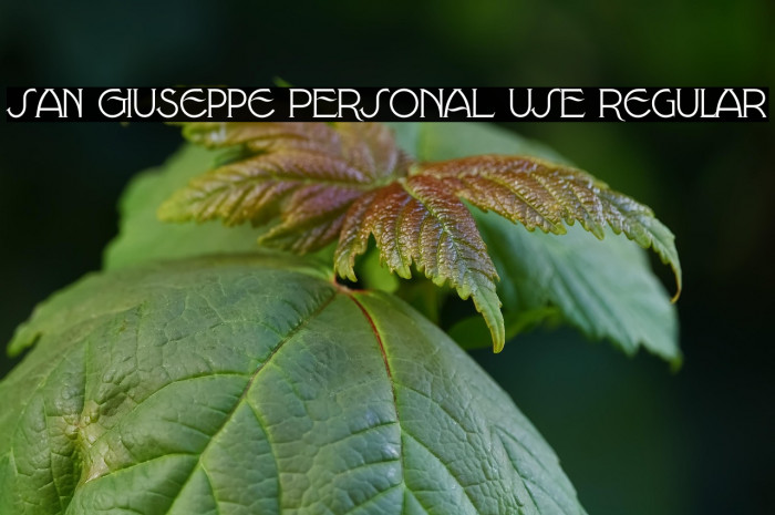 San Giuseppe PERSONAL USE Regular Example 1