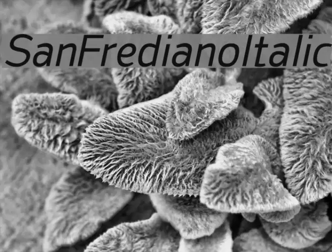 SanFrediano-Italic Font examples