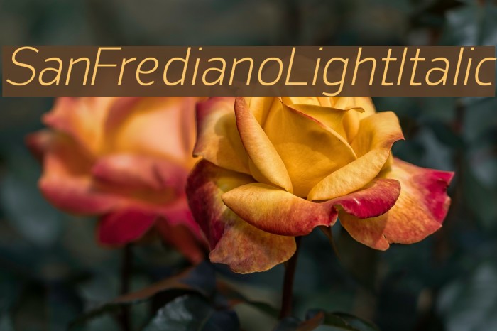 SanFrediano-LightItalic Font examples