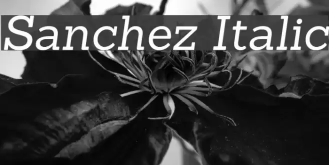 Sanchez Italic Font examples