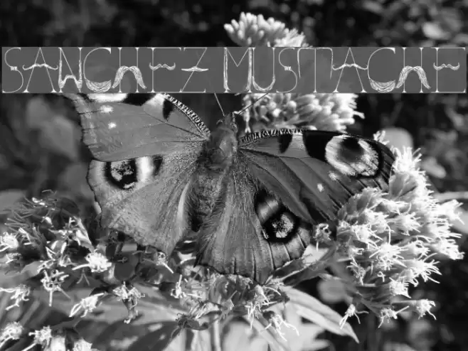 Sanchez Mustache Font examples