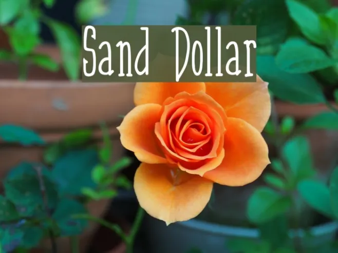 Sand Dollar Example 3