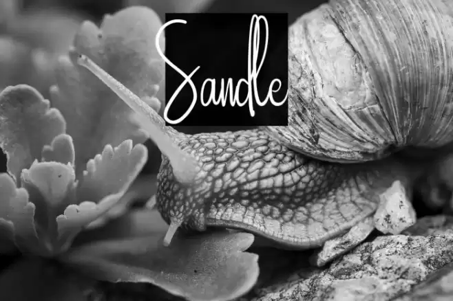 Sandle 字体 examples