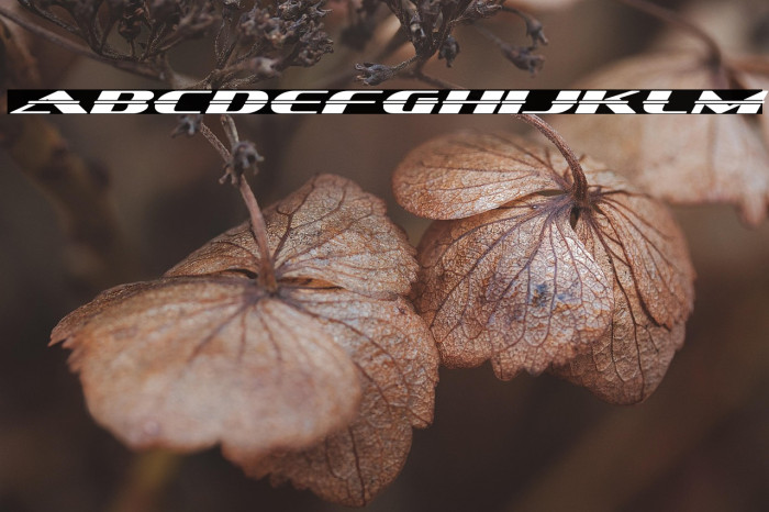 SandovalSpeed-Regular Example 3