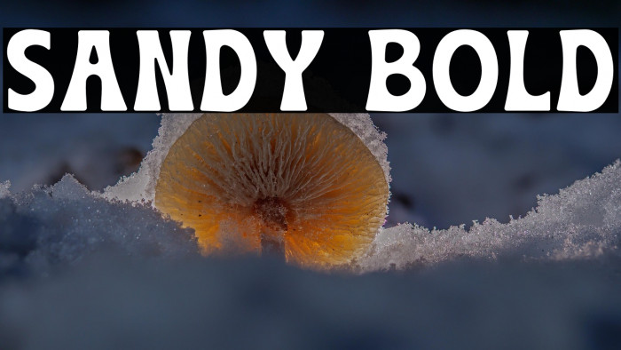 Sandy Bold Example 2