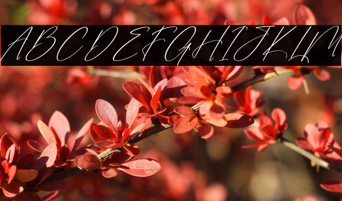 Sanetury Grethan DEMO VERSION Italic Example 3