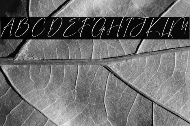 Sanetury Grethan DEMO VERSION Polices examples