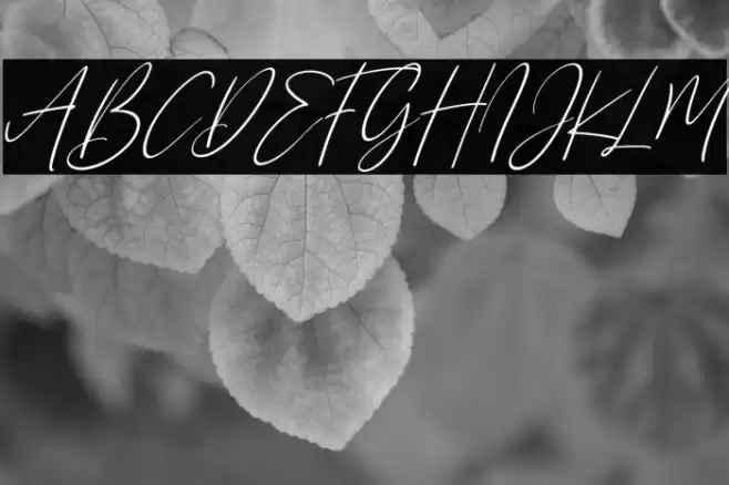 Sanflorida Italic Font examples