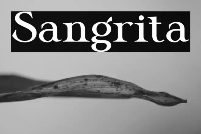 Sangrita Font examples