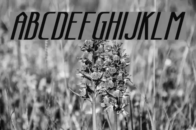 Sanity Bold Italic خط examples