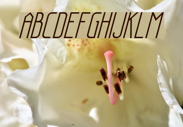 Sanity Italic Font examples