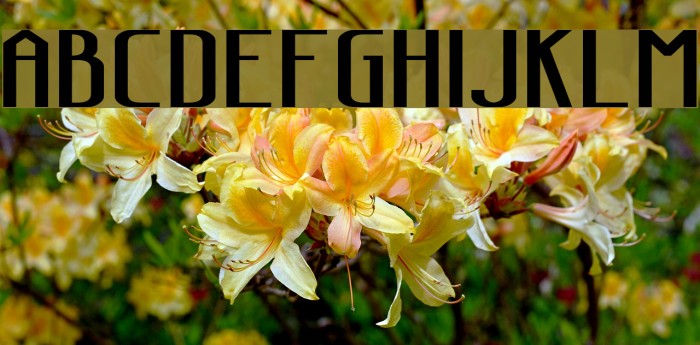 Sanity Wide Bold Font examples
