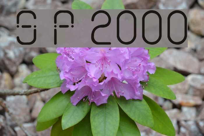 Sans Piru 2000 Caratteri examples