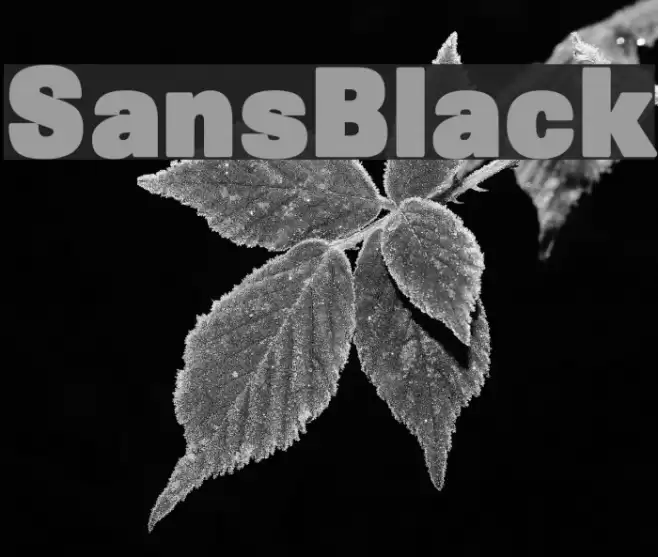 SansBlack Schriftart examples