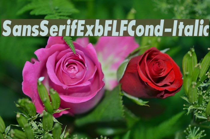 SansSerifExbFLFCond-Italic Font examples