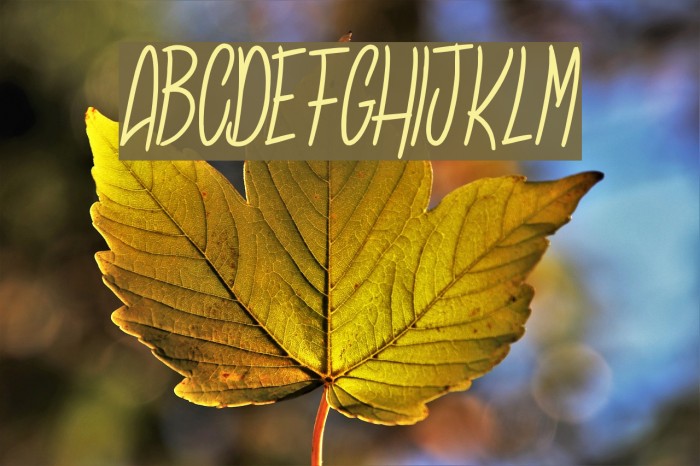 Sansaul Petronika Font examples