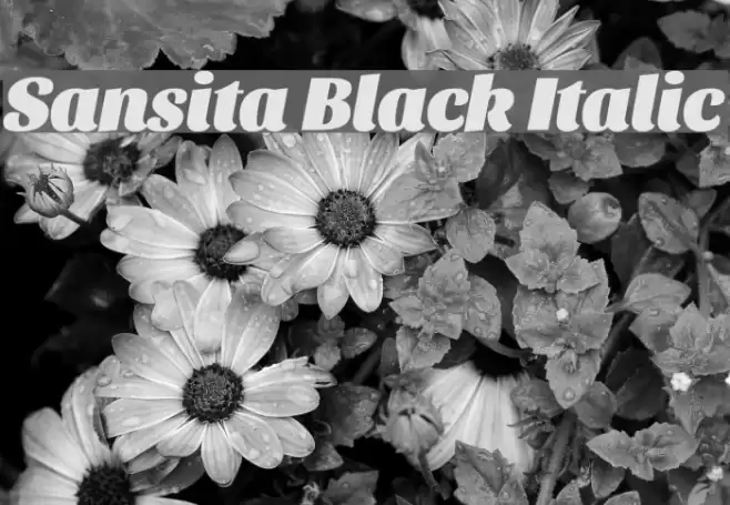 Sansita Black Italic Font examples