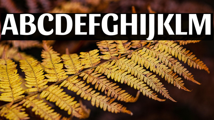 Sansita Bold Example 2