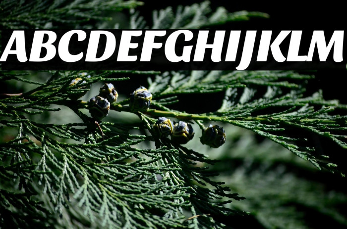 Sansita ExtraBold Italic Example 3