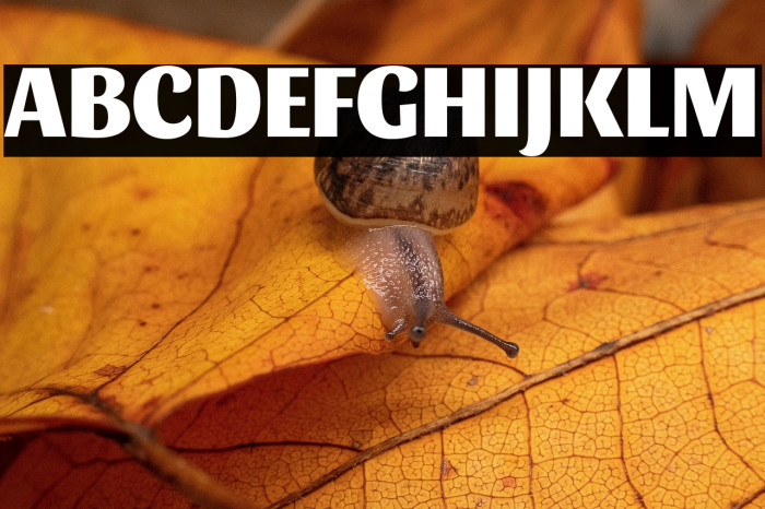 Sansita ExtraBold Example 1