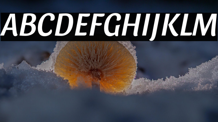 Sansita Italic Example 2