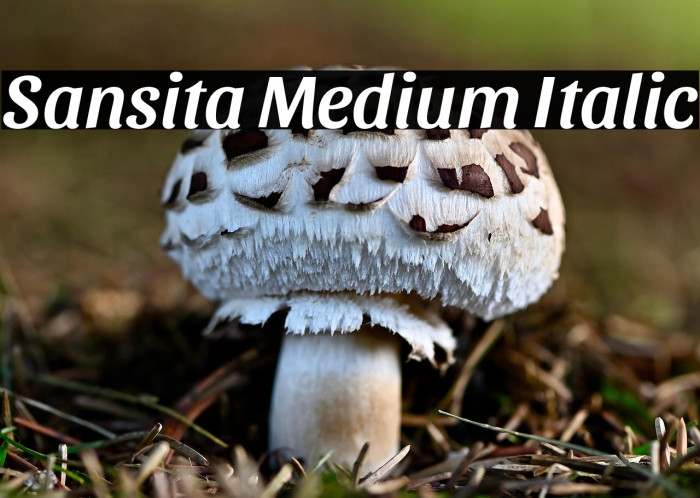 Sansita Medium Italic Example 2