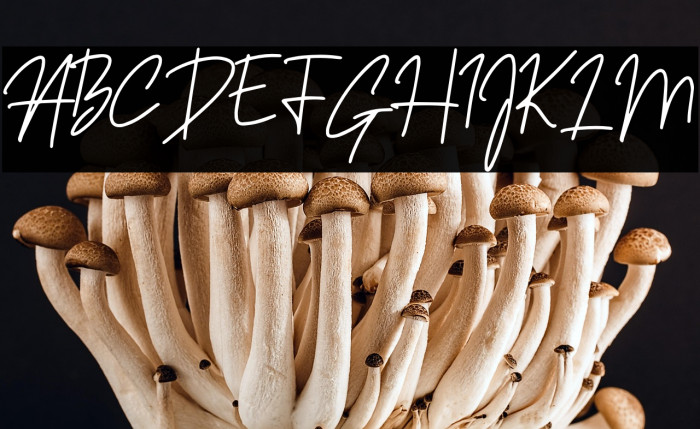 Sansitype Script Example 3