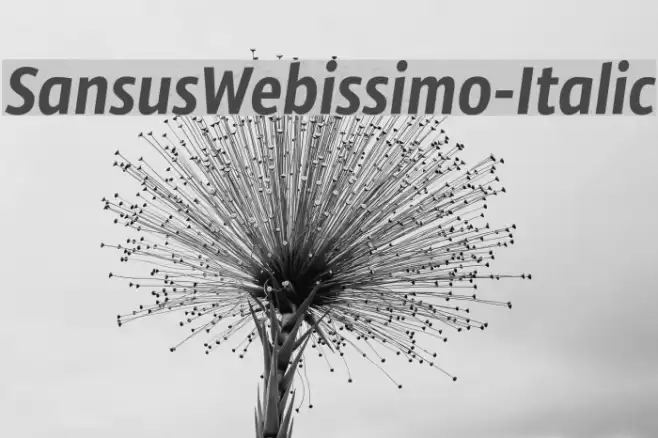 SansusWebissimo-Italic examples