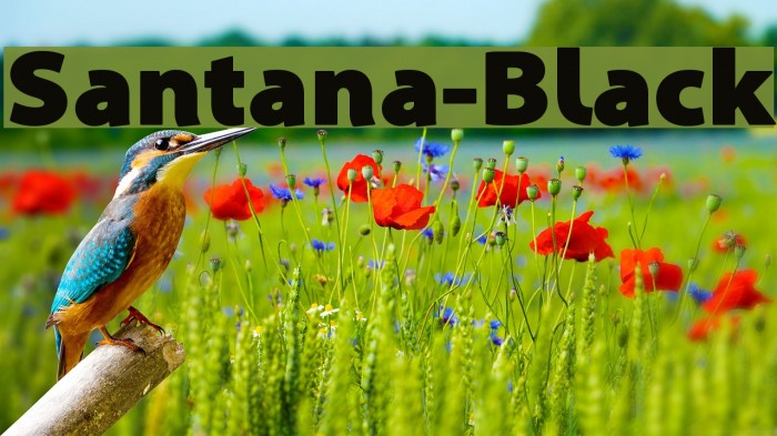 Santana-Black Font examples