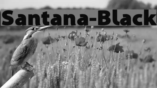 Santana-Black Font examples