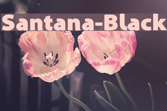 Santana-Black Font examples