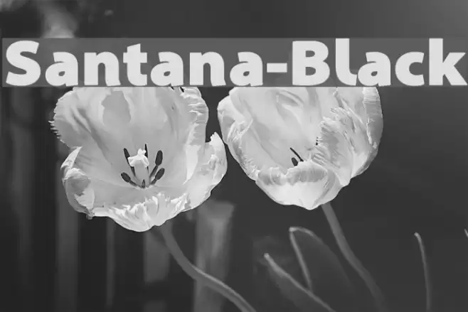Santana-Black Font examples