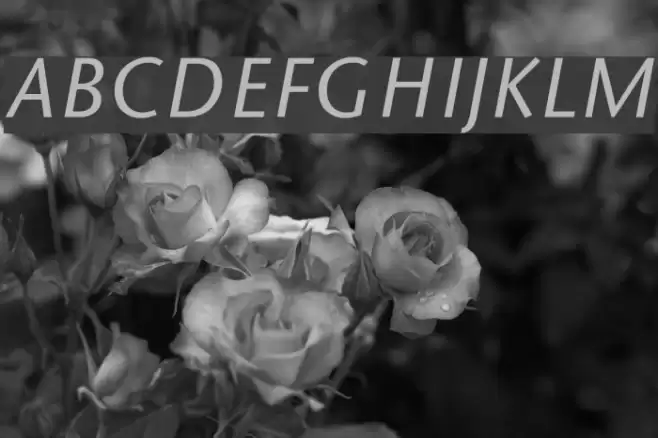 Sapir Italic Font examples