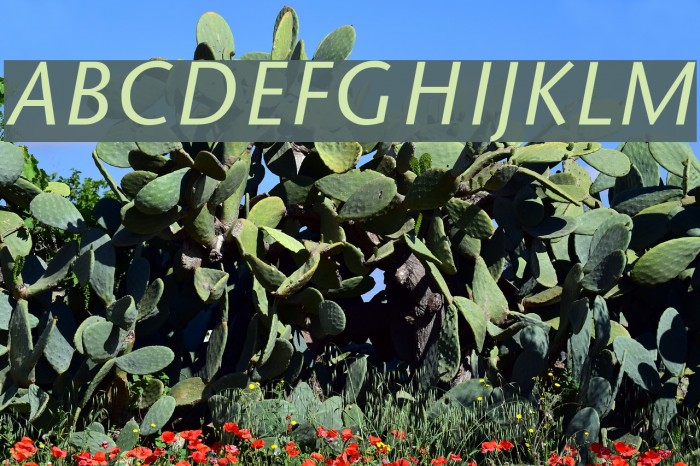 SapirSansItalic Font examples