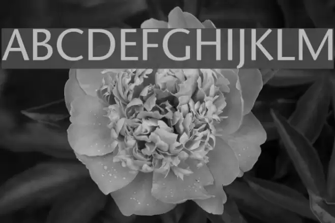 SapirSans フォント examples