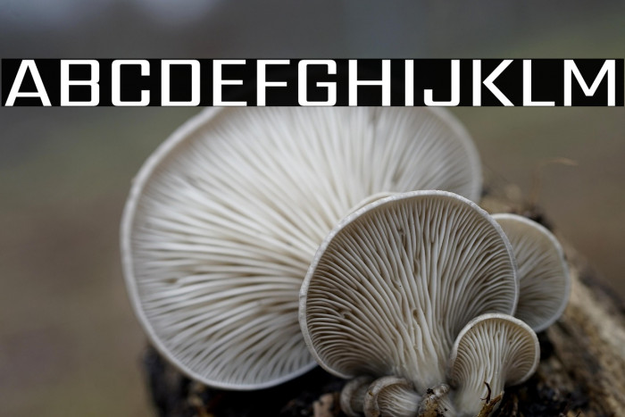 Sarpanch Medium Example 2