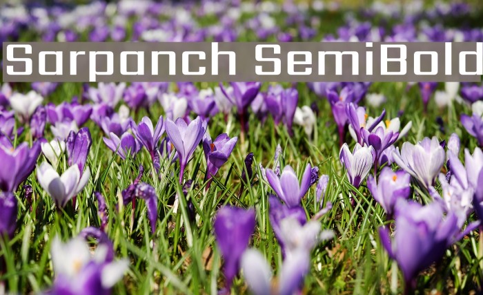Sarpanch SemiBold لخطوط تنزيل examples