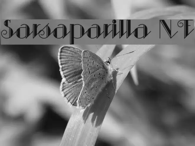 Sarsaparilla NF Font examples