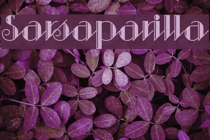 Sarsaparilla Example 2