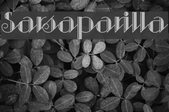 Sarsaparilla Font examples