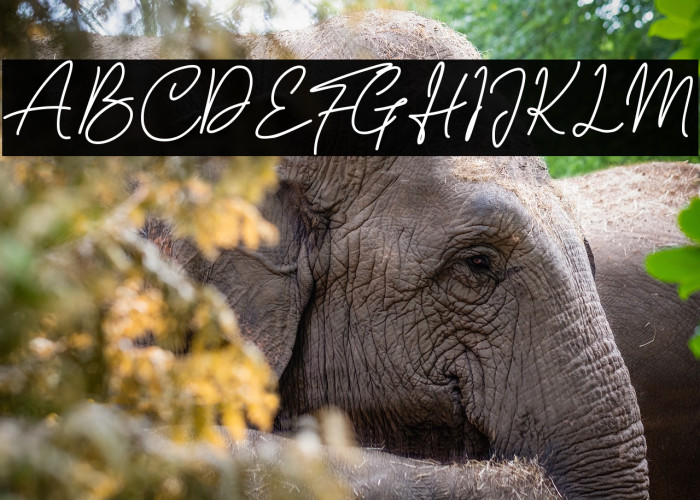 Sarttink Signature Example 3